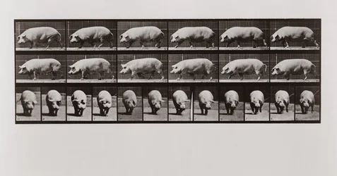 Pig walking, Plate 673 from Animal Locomotion