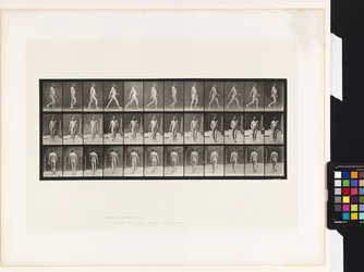 Plate 11. Walking