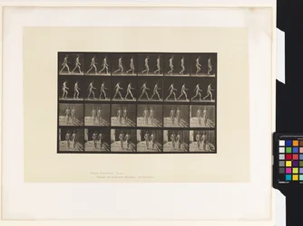 Plate 12. Walking