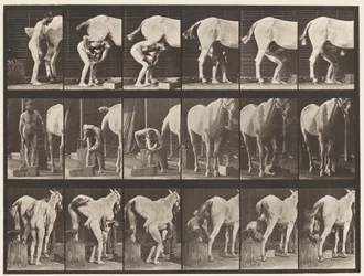 Plate 509. Shoeing a Horse