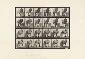 Plate 564. Hauling; Broken Log Chain; Dark-Gray Belgian Horse Dusel