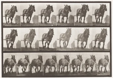 Hauling; Dark-Gray Belgian Horse Dusel