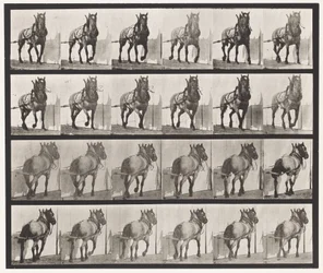 Hauling; Dark-Gray Belgian Horse Billy (Plate 568)
