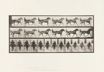 Plate 594. Rocking (Pacing): Sulky; Brown Horse Pronto