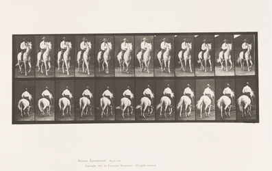 Trotting; Saddle; White Horse, Elberon (Plate 604)