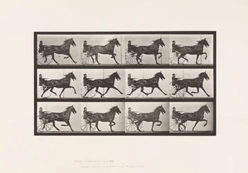 Trotting; Sulky; Bay Horse, Reuben (Plate 606)