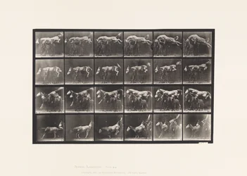Plate 648. Jumping Over Three Horses; A,B; Chestnut Horse Hornet
