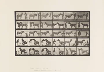 Mule; Various Performances; at a Table, etc. (Plate 664)