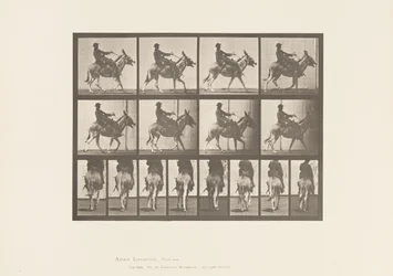 Plate 668. Ass; Ambling; Saddle; Boy Riding, Zoo