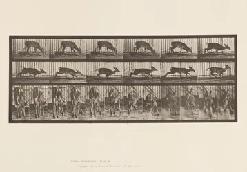 Plate 681. Virginia Deer; Buck Walking