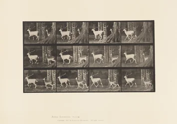 Plate 685. Fallow Deer; Buck and Doe; Trotting