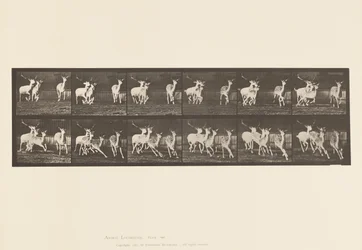 Plate 688. Fallow Deer; Buck and Group of Does; Galloping