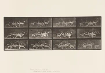 Fallow Deer; Buck and Group of Does; Various Movements (Plate 690)