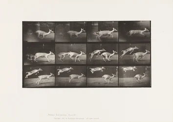 Plate 691. Fallow Deer; Doe; Galloping; Kid; Jumping
