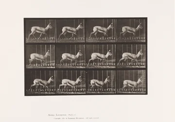 Antelope; Trotting (Plate 697)