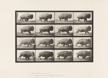 Plate 700. Buffalo; Galloping