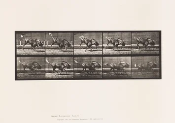 Plate 702. Gnu; Bucking and Galloping