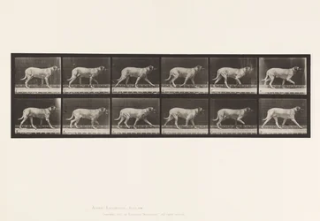 Dog; Trotting; Mastiff (Plate 706)