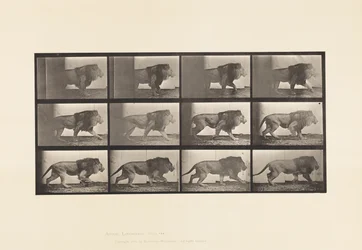 Plate 722. Lion; Walking