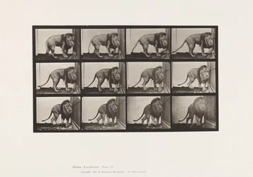 Lion; Walking, Turning Around