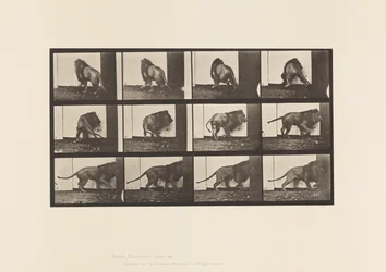 Lion; Walking, Turning Around