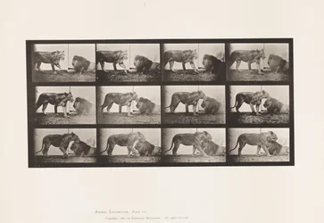Plate 727. Lioness; Walking; Lion; Lying Down