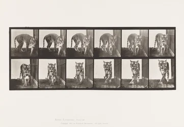 Plate 730. Tigress; Walking; Turning Around