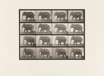 Plate 732. Elephant; Walking