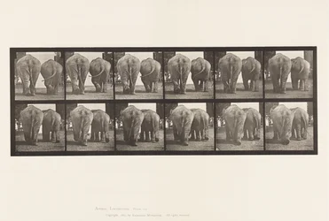 Plate 735. Elephants; Two, Walking