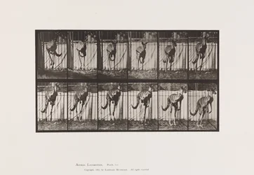 Plate 754. Kangaroo; Jumping