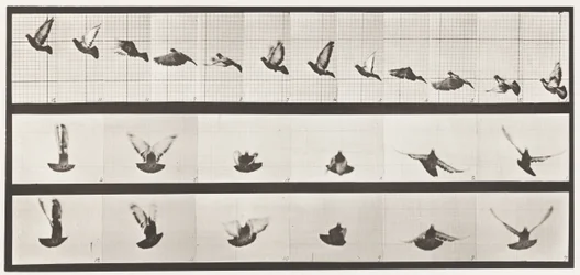 Plate 755. Pigeon; Flying