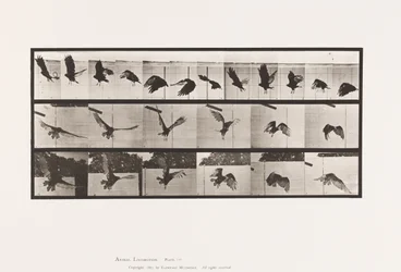 Vulture; Flying