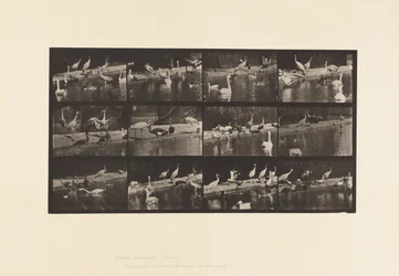 Plate 779. Storks; Swans, etc.