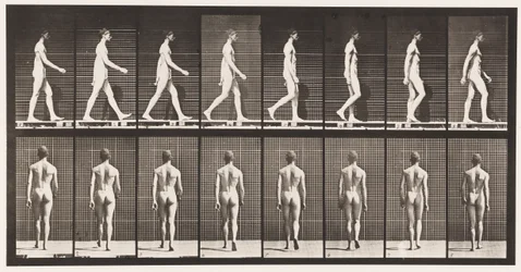 Plate 8. Walking