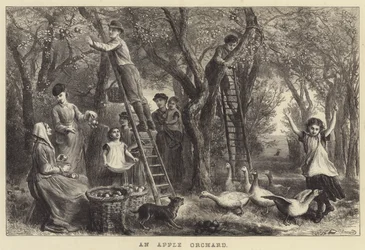 An Apple Orchard (engraving)