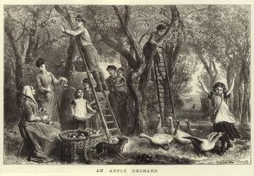 An Apple Orchard