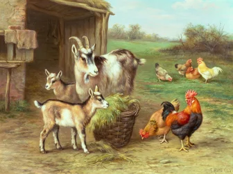 Chickens and Goats Feeding in a Farmyard