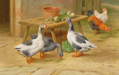 Geese and Poultry Feeding