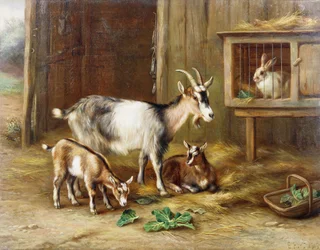 Goats by a Rabbit Hutch