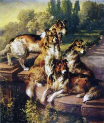 Collies