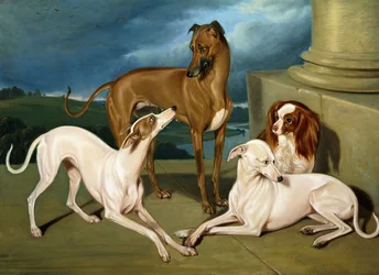 Whippets and a King Spaniel