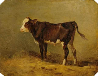 Calf