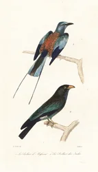 Abyssinian roller and dollar bird