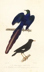 Crested myna and long-tailed glossy starling