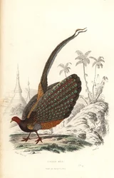 Great argus, Argusianus argus, vulnerable