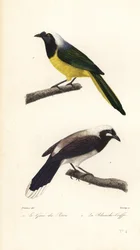 Inca jay and Cayenne jay