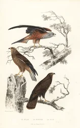 Red kite, honey buzzard and common buzzard