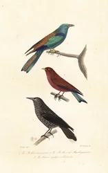 Rollers and nutcracker