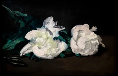 Branch of White Peonies and Secateurs