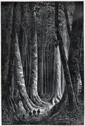 French Guiana Forest, drawing by Riou, 